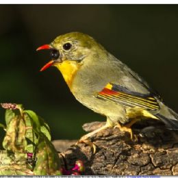 usignolo del Giappone