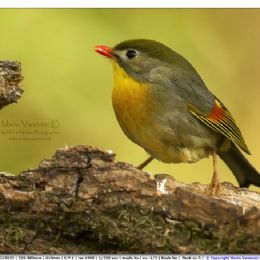 Usignolo del Giappone