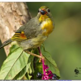 usignolo del Giappone