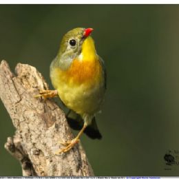 usignolo del Giappone