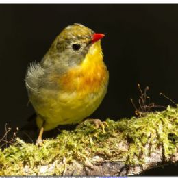 usignolo del Giappone