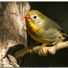 usignolo del Giappone