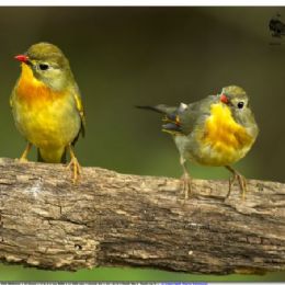 usignolo del Giappone