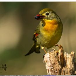 usignolo del Giappone