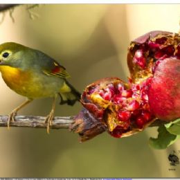 usignolo del Giappone