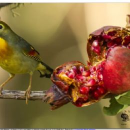 usignolo del Giappone