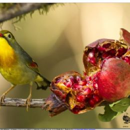 usignolo del Giappone