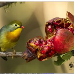 usignolo del Giappone