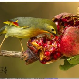 usignolo del Giappone