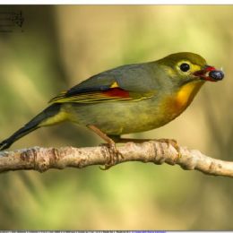 usignolo del Giappone