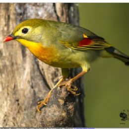 usignolo del Giappone