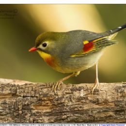 Usignolo del Giappone