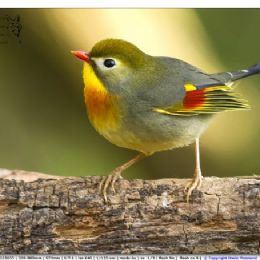 Usignolo del Giappone