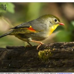 Usignolo del Giappone