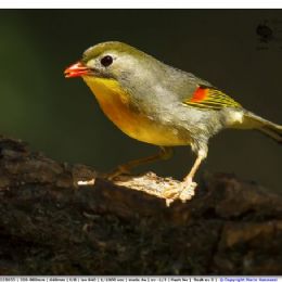 Usignolo del Giappone