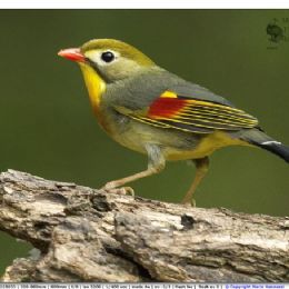 Usignolo del Giappone