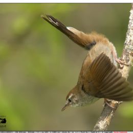 Usignolo di fiume in attacco