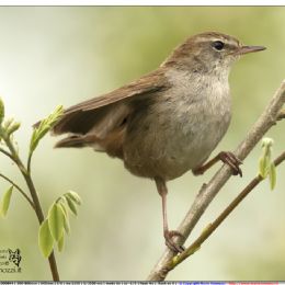 Usignolo di fiume in arrivo