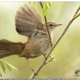 Usignolo di fiume in arrivo