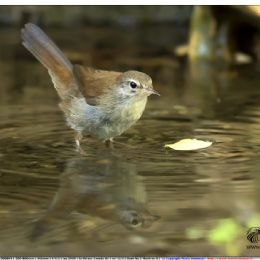 Usignolo di fiume al bagno