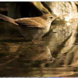 Usignolo di fiume al bagno
