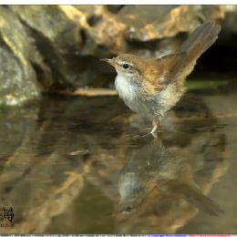 Usignolo di fiume al bagno