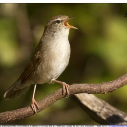 Usignolo di fiume canterino