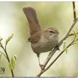 Usignolo di fiume in osservazione
