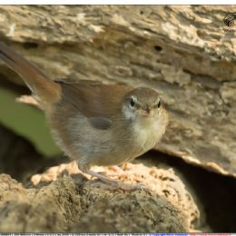 Usignolo di fiume su pietra