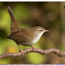 Usignolo di fiume - profilo