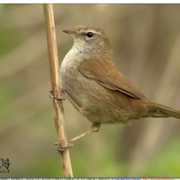 Usignolo di fiume - profilo