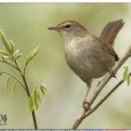 Usignolo di fiume su ramo