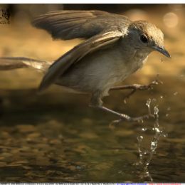 Usignolo di fiume - arrivo in piscina
