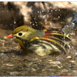 Usignolo del Giappone - bagno