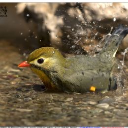 Usignolo del Giappone - bagno
