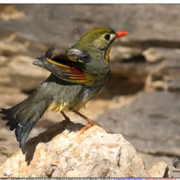 Usignolo del Giappone al sole