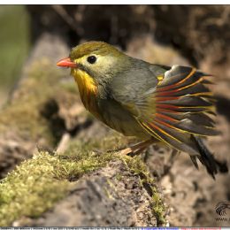 Usignolo del Giappone al sole