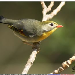 Usignolo del Giappone in arrivo