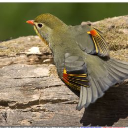 Usignolo del Giappone al sole