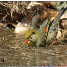 Usignolo del Giappone - bagno