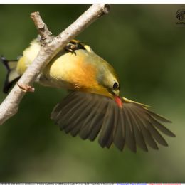 Usignolo el Giappone in partenza