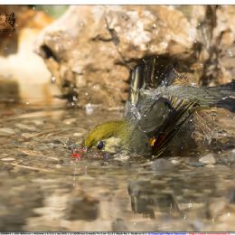 Usignolo del Giappone in immersione