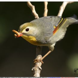 Usignolo del Giappone con preda