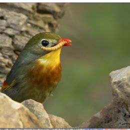 Usignolo del Giappone con preda