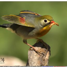 Usignolo del Giappone con preda