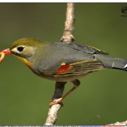 Usignolo del Giappone con preda