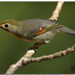 Usignolo del giappone che punta la preda