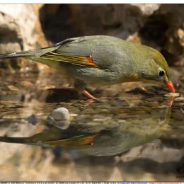 Usignolo del Giappone - riflesso