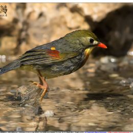 Usignolo el Giappone in partenza