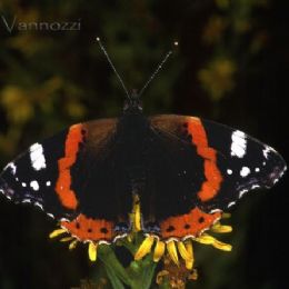 Vanessa atalanta